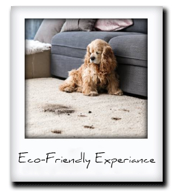 Eco-friendly products for a pet safe home