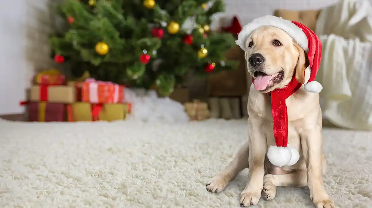 Holiday Carpet Care: Removing Common Messes with Martha Stewart’s Expert Tips